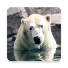 Polar Bear Wallpapers 圖標