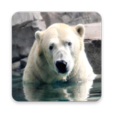 Polar Bear Wallpapers simgesi