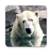 Polar Bear Wallpapers