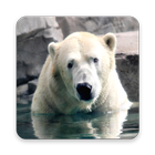 Polar Bear Wallpapers أيقونة