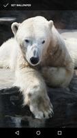 Polar Bear Wallpapers Plakat