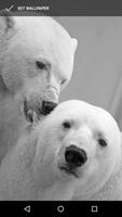 برنامه‌نما Polar Bear Wallpapers عکس از صفحه