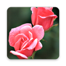 200 Rose Wallpapers APK