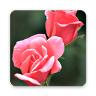 200 Rose Wallpapers simgesi