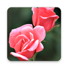 200 Rose Wallpapers 图标