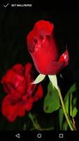 गुलाब के फूलों के वॉलपेपर स्क्रीनशॉट 1