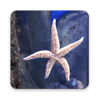 Starfish Wallpapers アイコン