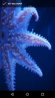 Starfish Wallpapers 截图 1