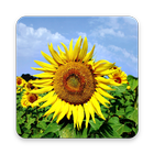 Sunflower Wallpapers icône