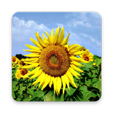 Sunflower Wallpapers 图标