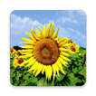 ”Sunflower Wallpapers