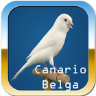 Canario Belga Campainha иконка