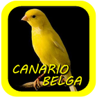 Canto De Canario Belga icône