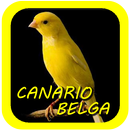 Canto De Canario Belga APK