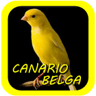 Canto De Canario Belga-icoon