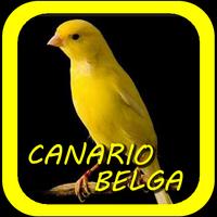 Canto De Canario Belga पोस्टर