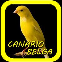 Canto De Canario Belga Plakat