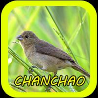 Canto de Chanchão 截圖 3