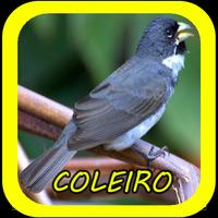 Canto de Coleiro الملصق