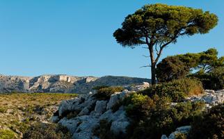Provence, France - Wallpaper ポスター