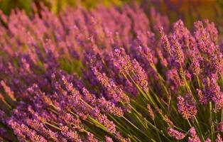 Provence, France - Wallpaper スクリーンショット 3