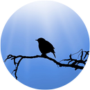 Beautiful Birds HD Wallpapers APK