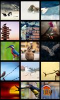 Beautiful Birds HD Wallpapers ポスター