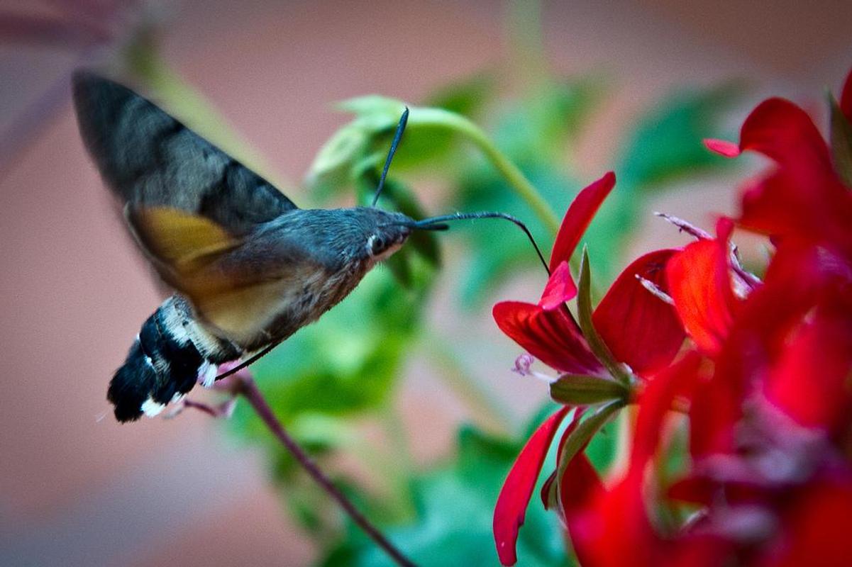 Beautiful Birds Hd Wallpapers For Android Apk Download