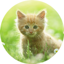 Cute Kitten HD Wallpaper APK