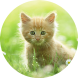 Cute Kitten HD Wallpaper