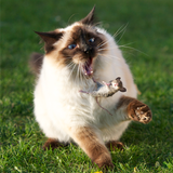 Funny Cat Pictures 图标