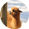 Lama Wallpaper HD