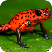 Frog Jump APK