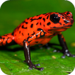 Frog Jump icône
