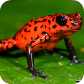 Frog Jump