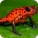 Frog Jump APK