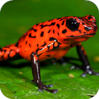 Frog Jump icon