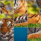 Photo Puzzles - Jeux De Réflexion আইকন