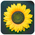 Gallery Pro