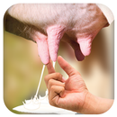 حلب البقرة APK