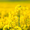 Yellow HD Themes