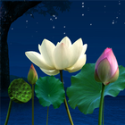 Lotus Pond Live Wallpaper icono