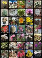various cactus syot layar 1