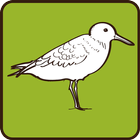 Sanderling icône