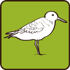 Sanderling Zeichen