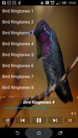 Bird Ringtones Affiche
