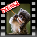 Cute Baby Wild Animals APK