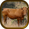 Farming Cow Simulator APK