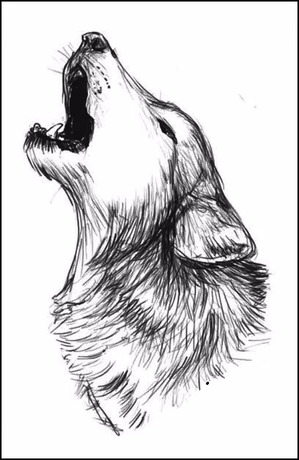 Animal Drawing Ideas APK for Android Download Animal Drawing Ideas APK for Android Download