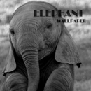 Elephant Animal Wallpaper APK